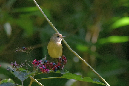 ジョウビタキ♀20201025平塚（撮影　岡根武彦）