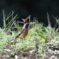 ジョウビタキ♂20201022平塚（撮影　岡根武彦）
