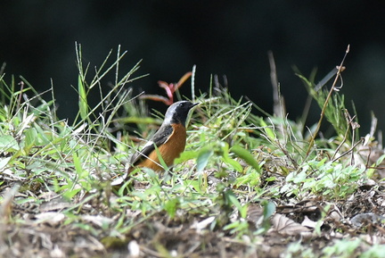 ジョウビタキ♂20201022平塚（撮影　岡根武彦）