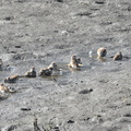 スズメ水浴び20201024平塚（撮影　岡根武彦）