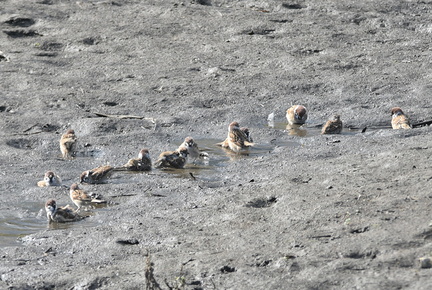 スズメ水浴び20201024平塚（撮影　岡根武彦）