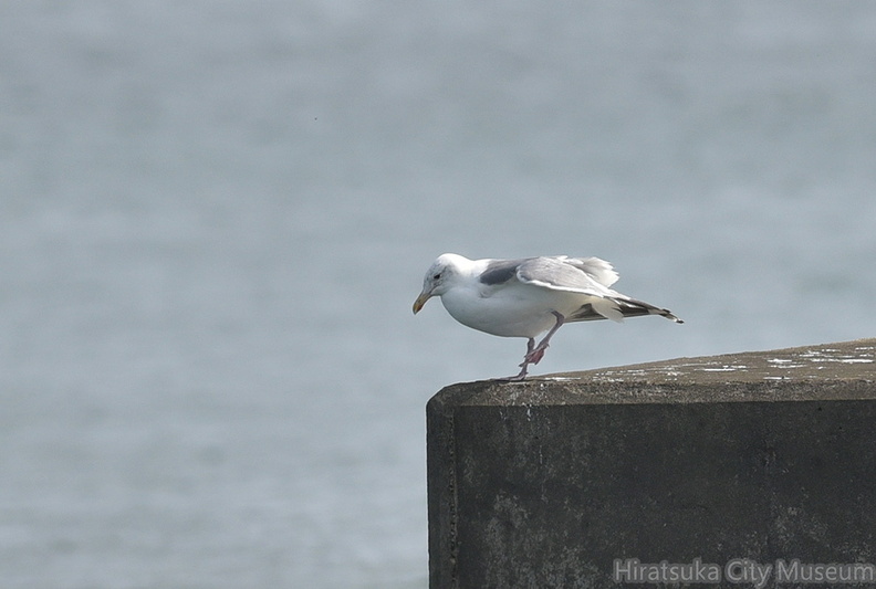 セグロカモメ20201026平塚（撮影　岡根武彦）.jpg