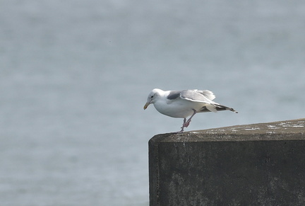 セグロカモメ20201026平塚（撮影　岡根武彦）