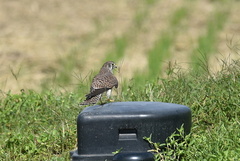 チョウゲンボウ♀20201021平塚（撮影　岡根武彦）