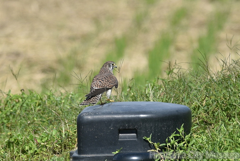 チョウゲンボウ♀20201021平塚（撮影　岡根武彦）.jpg