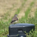 チョウゲンボウ♀20201021平塚（撮影　岡根武彦）