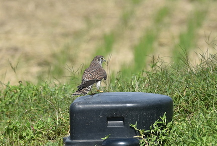 チョウゲンボウ♀20201021平塚（撮影　岡根武彦）