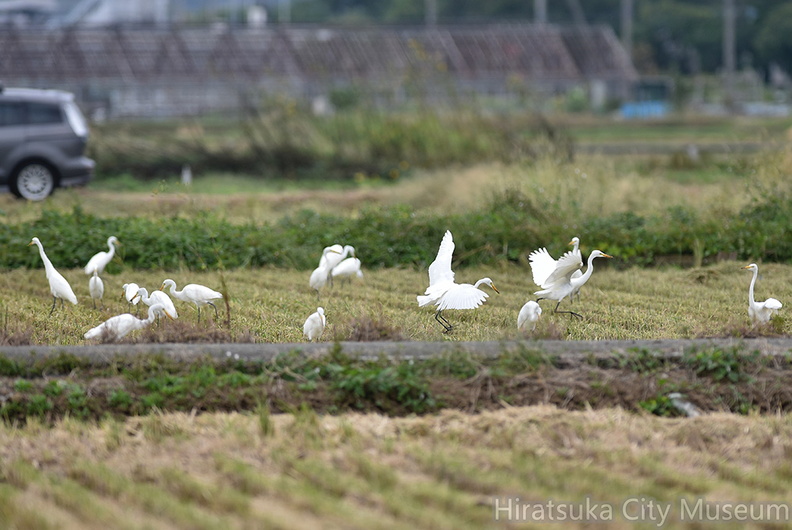 チュウサギ20201014平塚（撮影　岡根武彦）.jpg