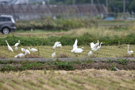 チュウサギ20201014平塚（撮影　岡根武彦）