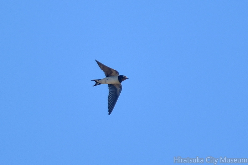 ツバメ♀20201012平塚（撮影　岡根武彦）.jpg