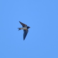 ツバメ♀20201012平塚（撮影　岡根武彦）