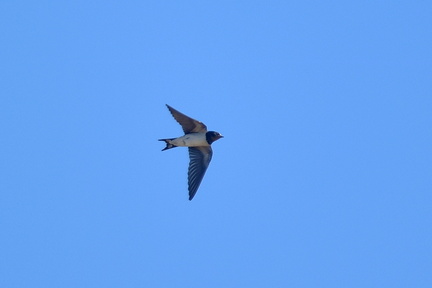 ツバメ♀20201012平塚（撮影　岡根武彦）