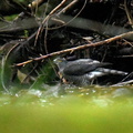 ツミ♀20201022平塚（撮影　岡根武彦）