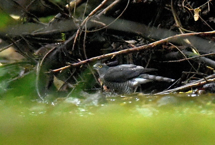 ツミ♀20201022平塚（撮影　岡根武彦）