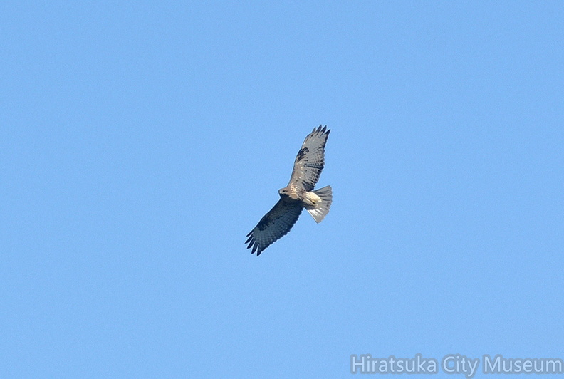 ノスリ20201012平塚（撮影　岡根武彦）.jpg