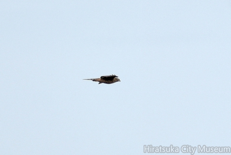 ハイイロチュウヒ♀20201006平塚（撮影　岡根武彦）.jpg