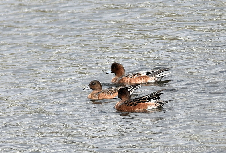 ヒドリガモ20201001平塚（撮影　岡根武彦）.jpg