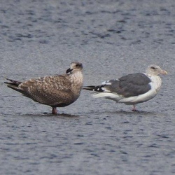 平塚と周辺の鳥（撮影　鈴木真由美）