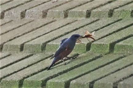 カマキリを捕ったイソヒヨドリ♂2020.10.19平塚（撮影　鈴木真由美）