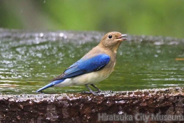 オオルリ若鳥♂2020.09.29秦野（撮影　鈴木真由美）.jpg