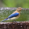 オオルリ若鳥♂2020.09.29秦野（撮影　鈴木真由美）