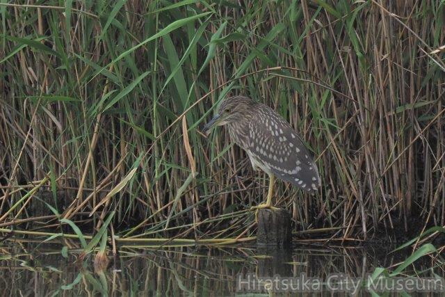 ゴイサギ幼鳥2020.09.21秦野（撮影　鈴木真由美）.jpg