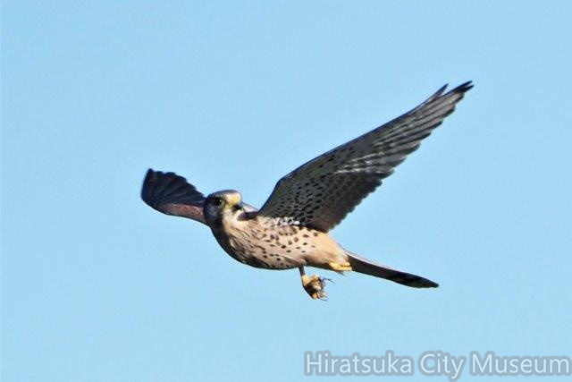 蜘蛛を捕ったチョウゲンボウ2020.10.12平塚（撮影　鈴木真由美）.jpg