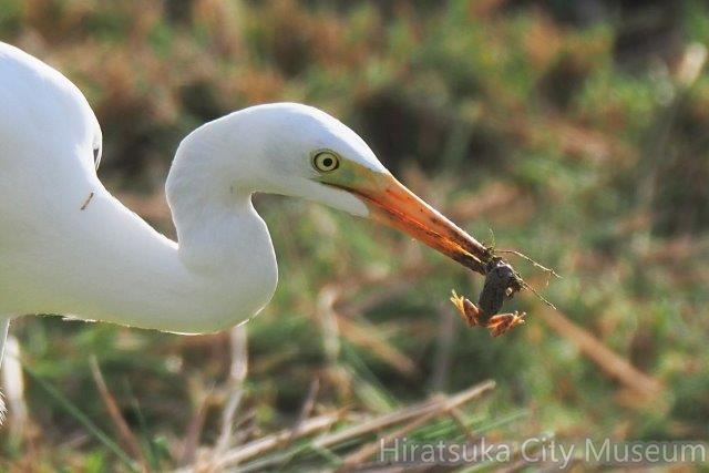 アマガエルを捕ったチュウサギ2020.10.05平塚（撮影　鈴木真由美）.jpg