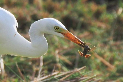 アマガエルを捕ったチュウサギ2020.10.05平塚（撮影　鈴木真由美）