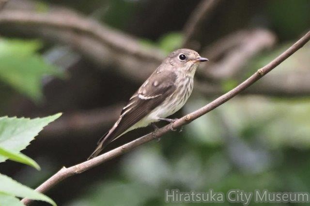 エゾビタキ若鳥2020.09.29秦野（撮影　鈴木真由美）.jpg