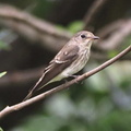 エゾビタキ若鳥2020.09.29秦野（撮影　鈴木真由美）