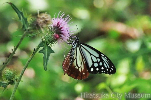アサギマダラ20201013秦野（撮影　鈴木真由美）.jpg