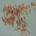 ゴンズイ幼魚20201002茅ヶ崎（撮影　鈴木真由美）
