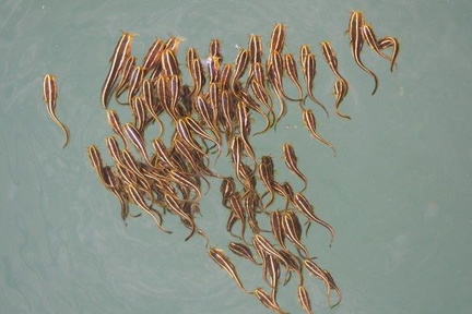 ゴンズイ幼魚20201002茅ヶ崎（撮影　鈴木真由美）