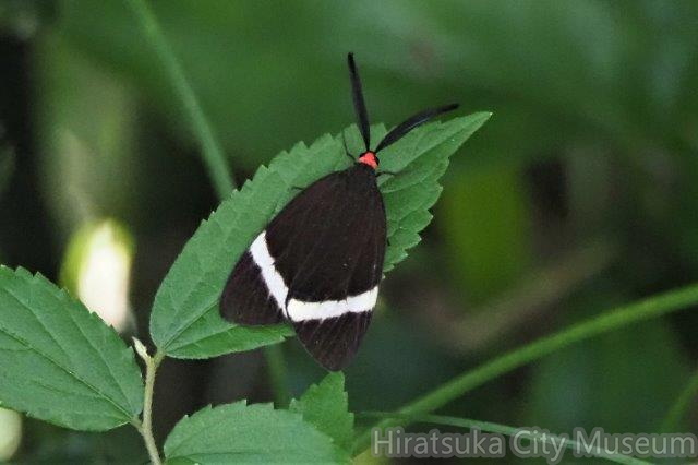 ホタルガ20201007平塚（撮影　鈴木真由美）.jpg