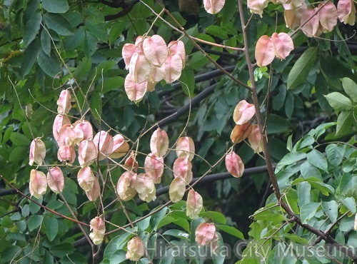 オオモクゲンジ20201016平塚（撮影　松本富美江）.jpg