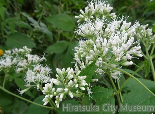 オオヒヨドリバナ20201014平塚（撮影　松本富美江）.jpg