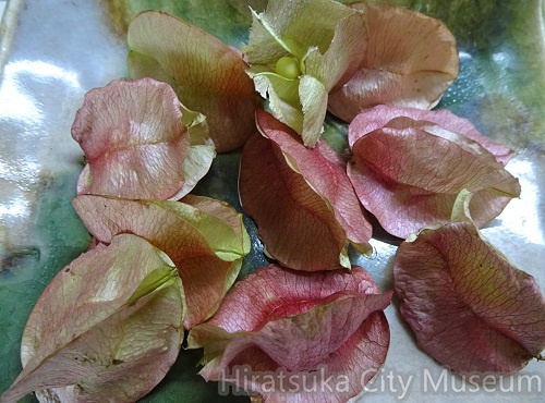 オオモクゲンジの花と種子20201016平塚（撮影　松本富美江）.jpg