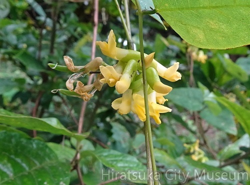 キササゲ20200923平塚（撮影　松本富美江）.jpg