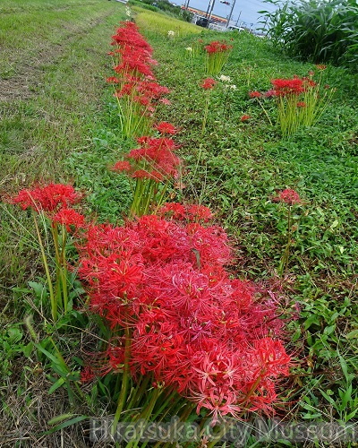 ヒガンバナ20200923平塚（撮影　松本富美江）.jpg