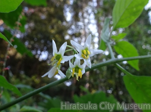 ヒヨドリジョウゴ20200930平塚（撮影　松本富美江）.jpg