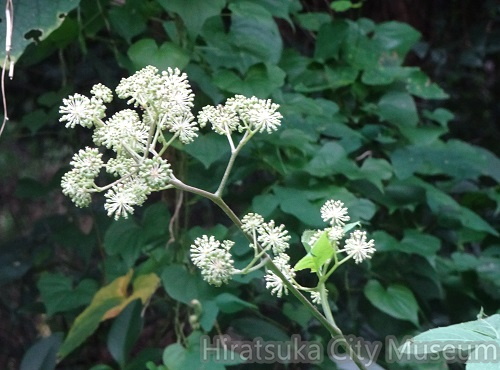 ヤツデ20201012平塚（撮影　松本富美江）.jpg