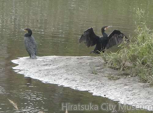 羽を乾かすカワウ20201116平塚（撮影　松本富美江）.jpg
