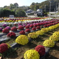 ザル菊20201118平塚（撮影　松本富美江）