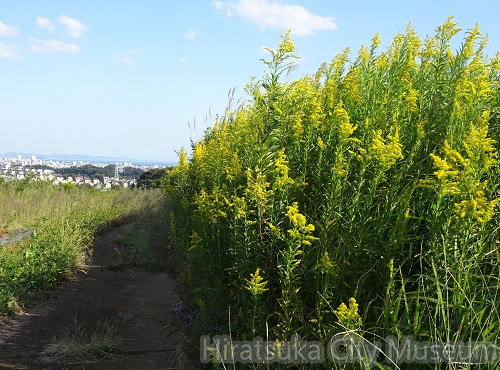 セイタカアワダチソウ20201021平塚（撮影　松本富美江）.jpg