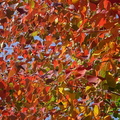 ナンキンハゼの紅葉20201118平塚（撮影　松本富美江）
