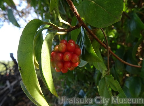 ビナンカズラ20201118平塚（撮影　松本富美江）.jpg