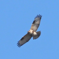 平塚と周辺の鳥（撮影　鈴木真由美）