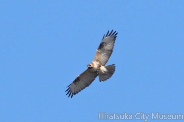 飛ぶノスリ20201117厚木(撮影　鈴木真由美）.jpg