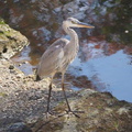 アオサギ幼鳥20201105平塚(撮影　鈴木真由美）